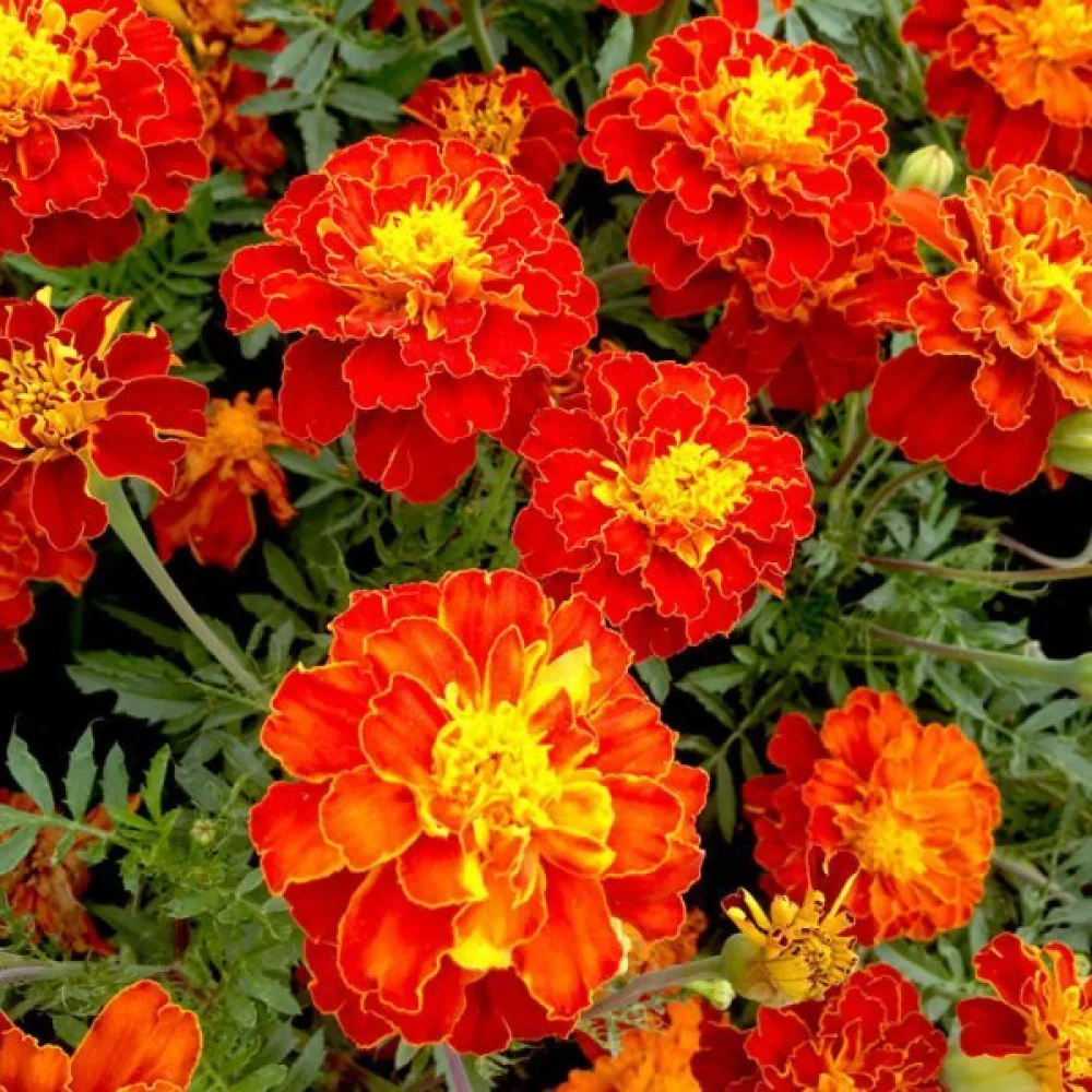 Ruusukesamettikukka 'Carmen'