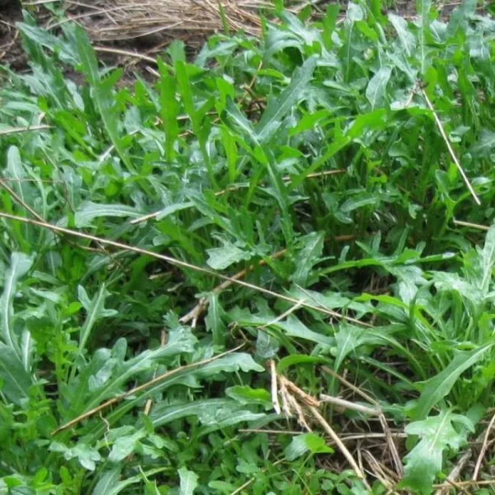 Rucola 'Sylvetta'