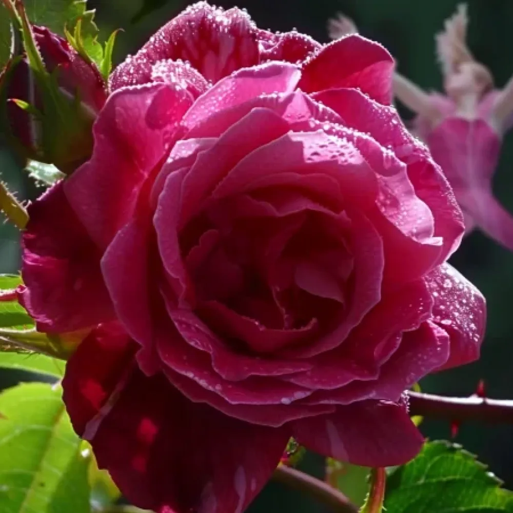 Ruusu 'Dancing Petal' – paljasjuurinen