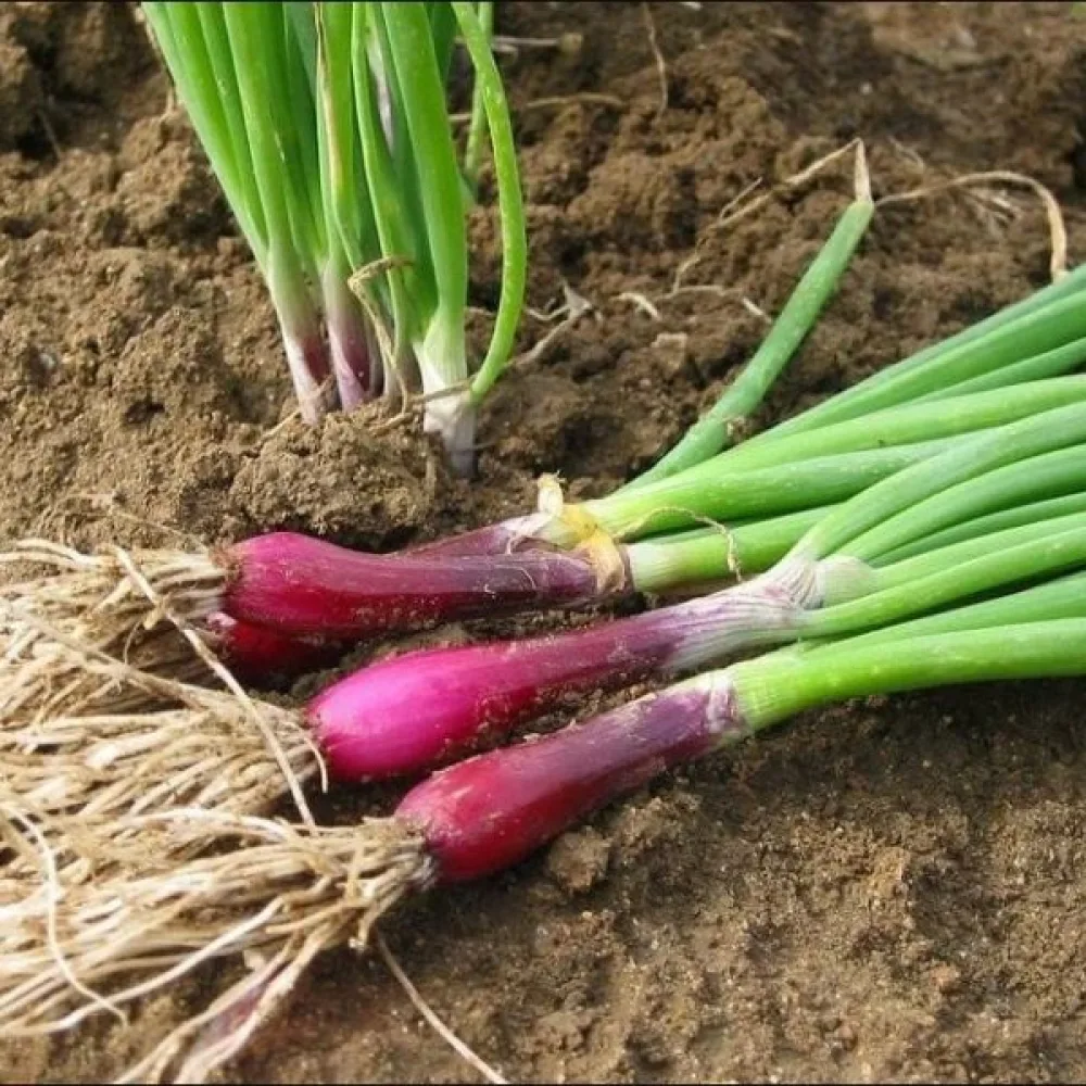 Kevätsipuli 'Commune Rouge'