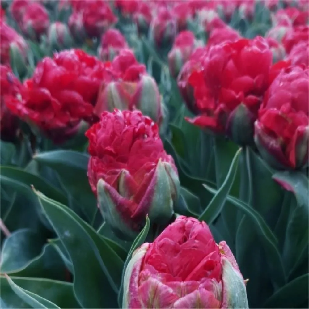 Tulppaani 'Ice cream Strawberry'