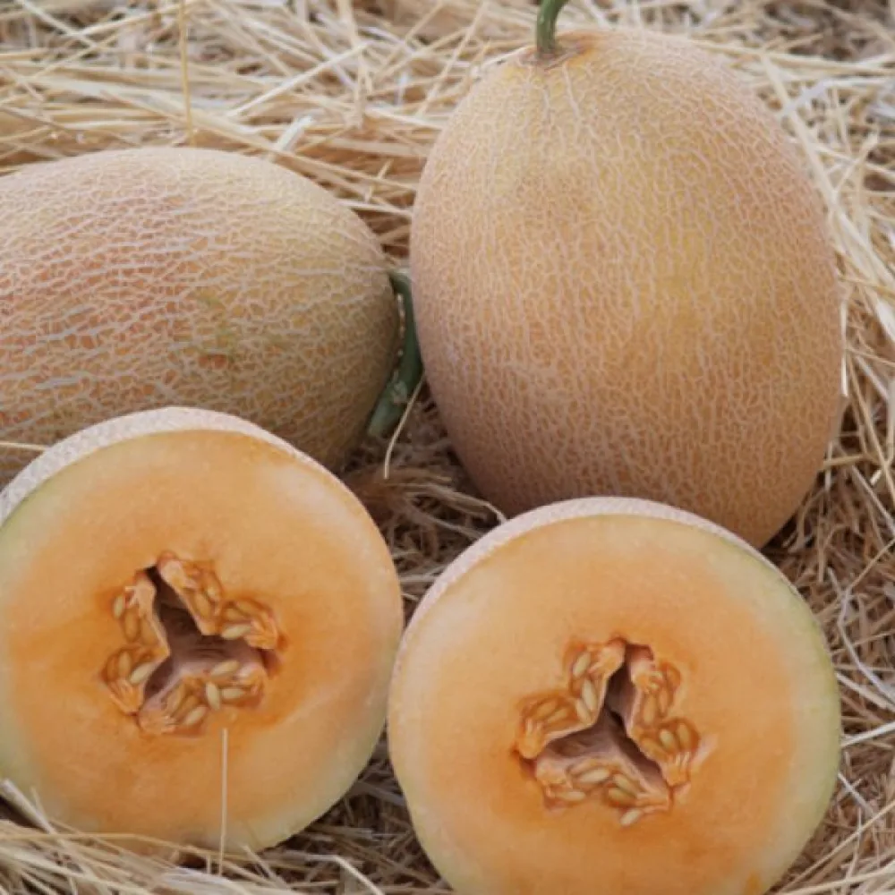 Meloni 'Ananas'