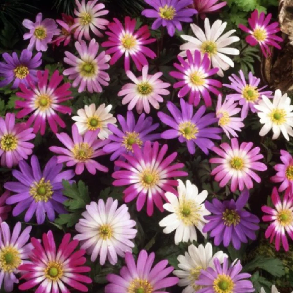 Kreikanvuokko 'Blanda mixed'