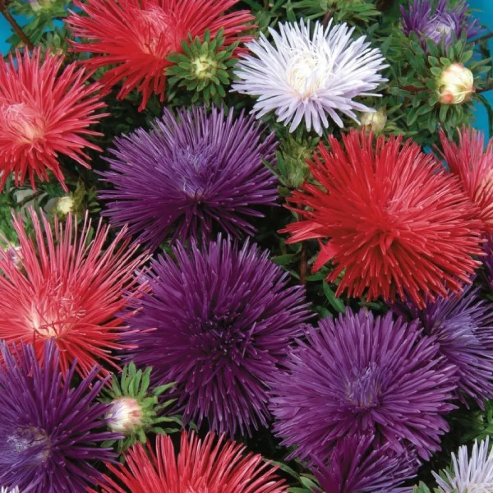 Kesäasteri 'Ostrich Plume' sekoitus