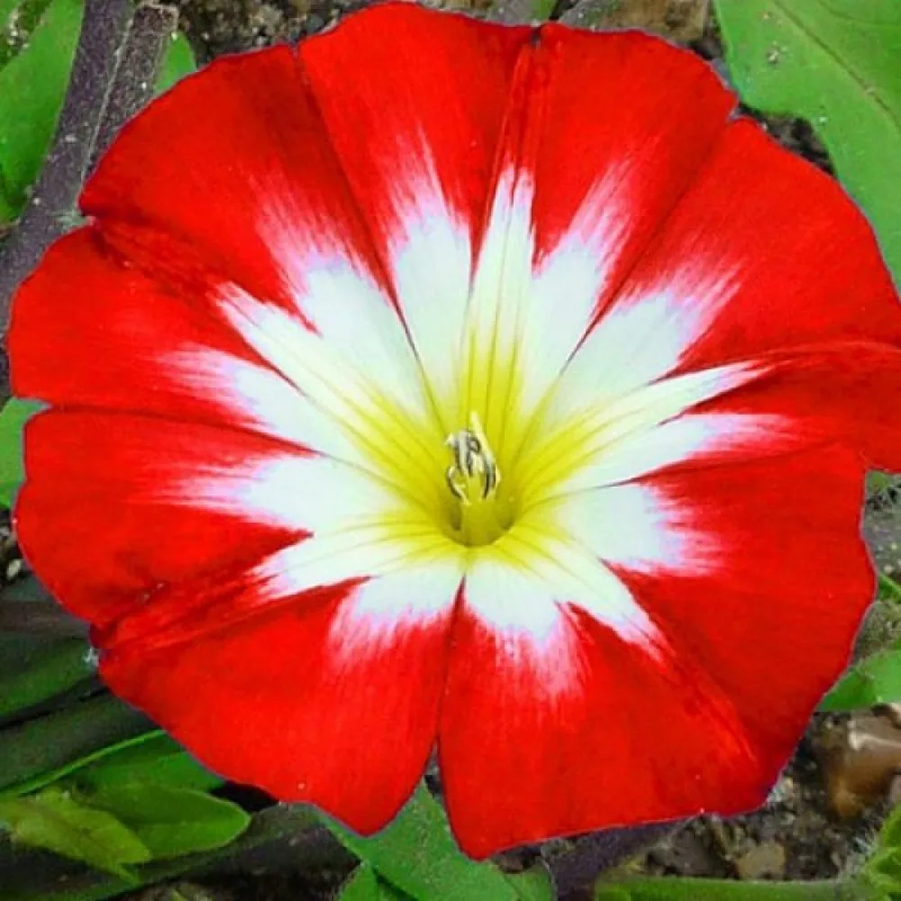 Kolmivärikierto 'Red Ensign'