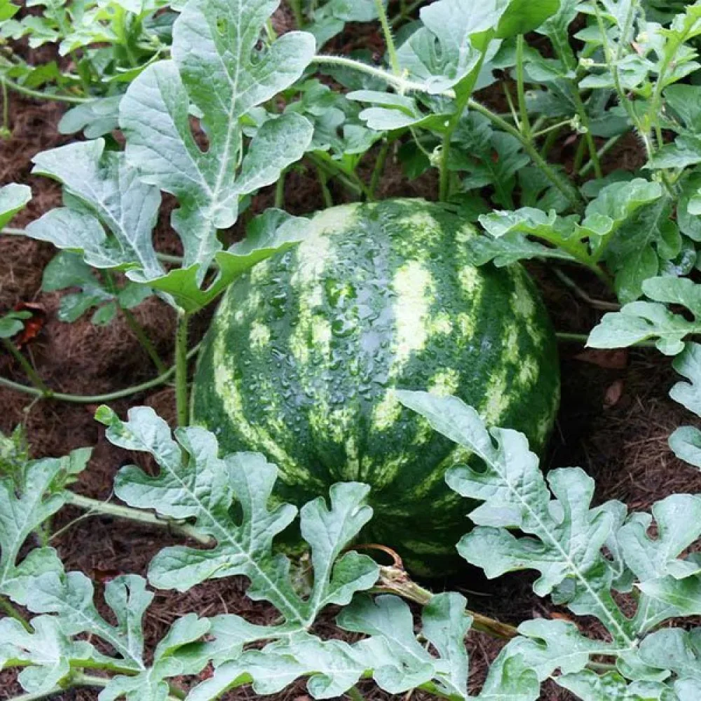 Vesimeloni 'Crimson Sweet' 8–10 kg