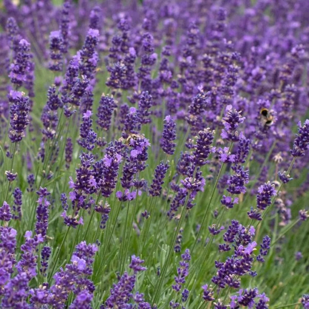 Tähkälaventeli 'Hidcote Blue'