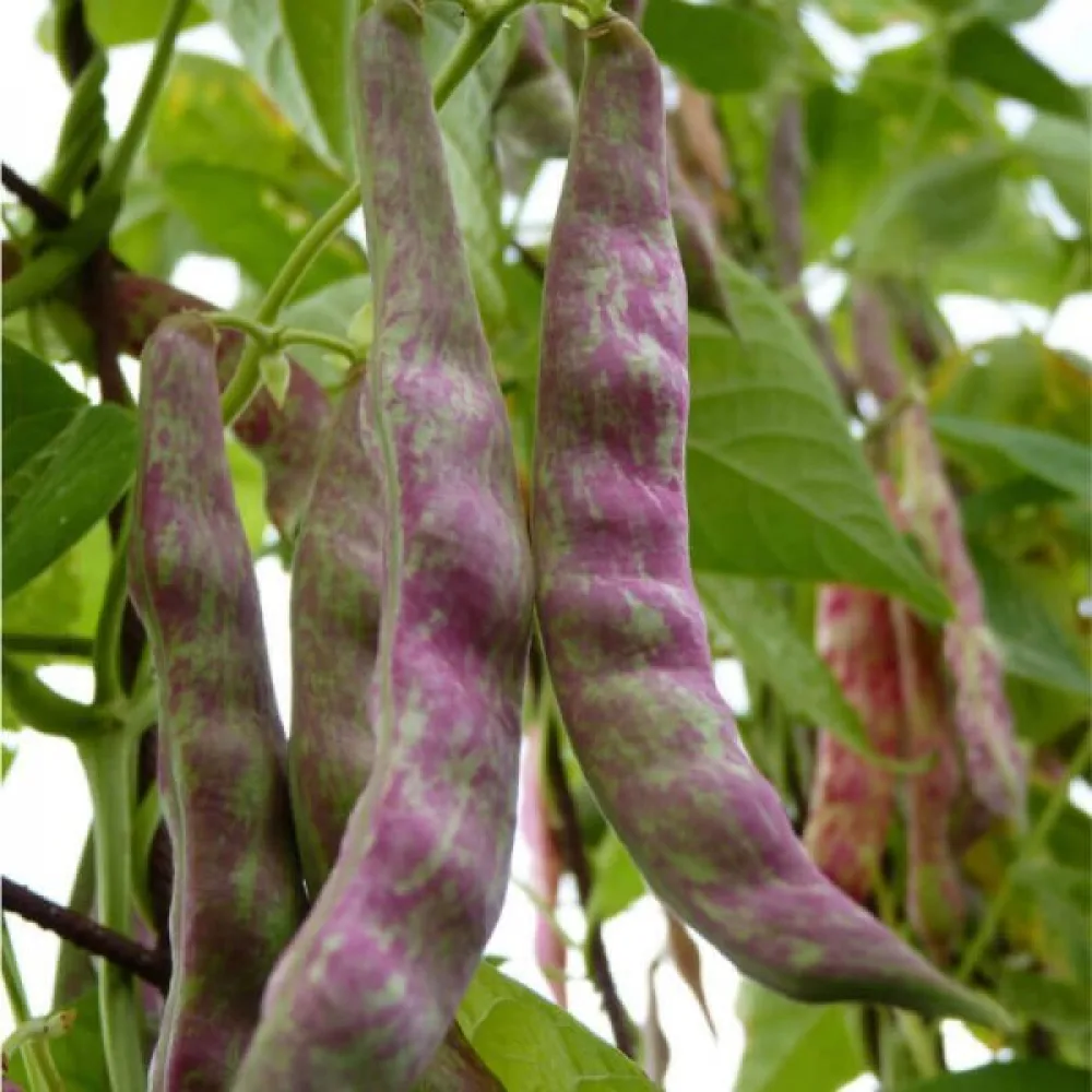 Salkopapu 'Jimenez'