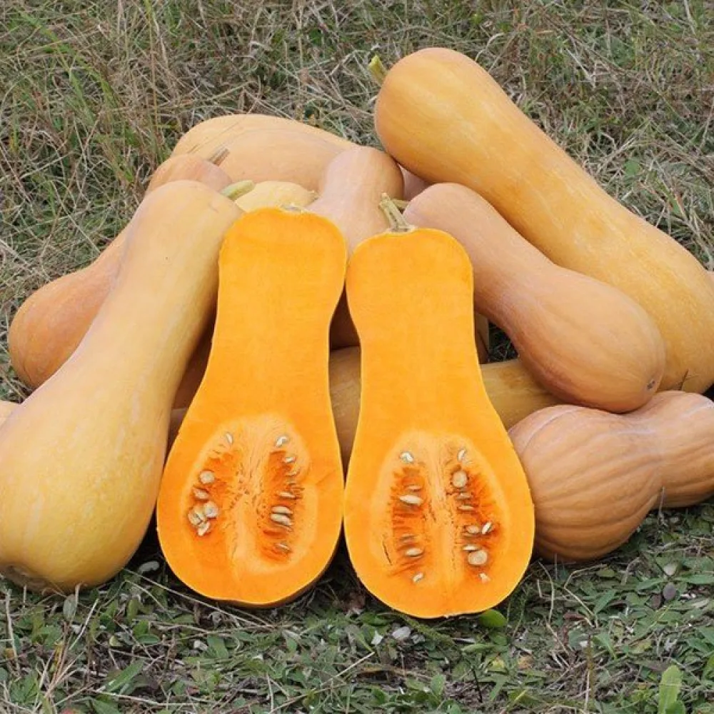 Talvikurpitsa 'Waltham Butternut'