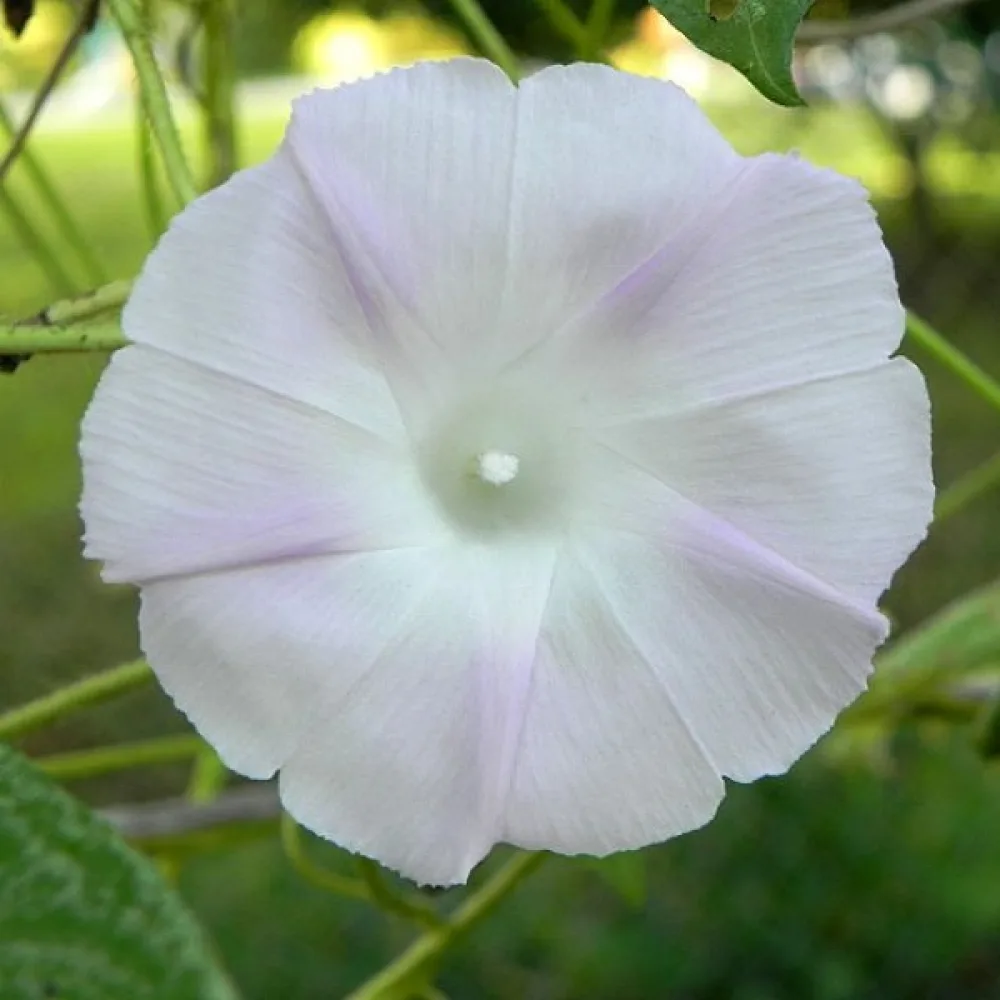 Elämänlanka 'Shiva'