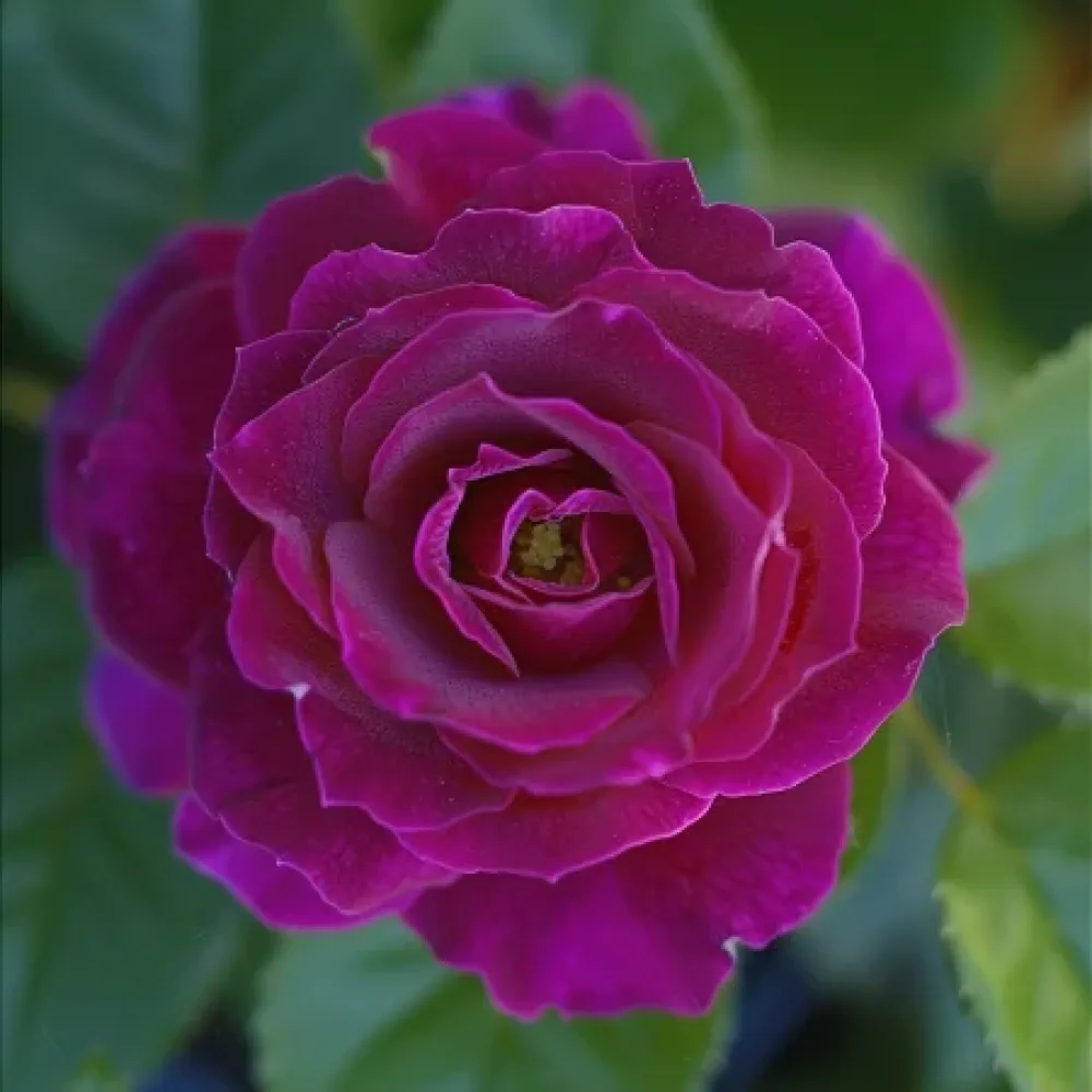 Ruusu 'Bright Tenderness' – paljasjuurinen