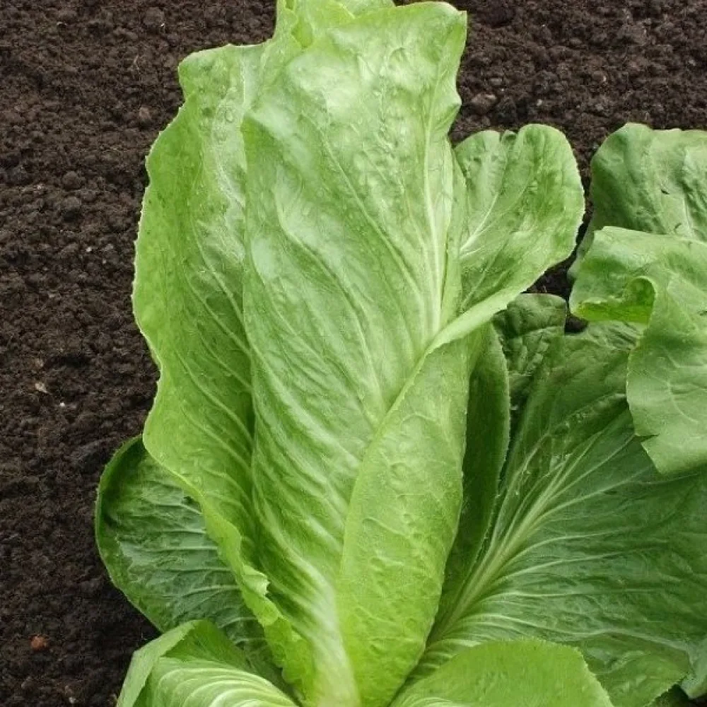 Sikuri 'Zuckerhut'
