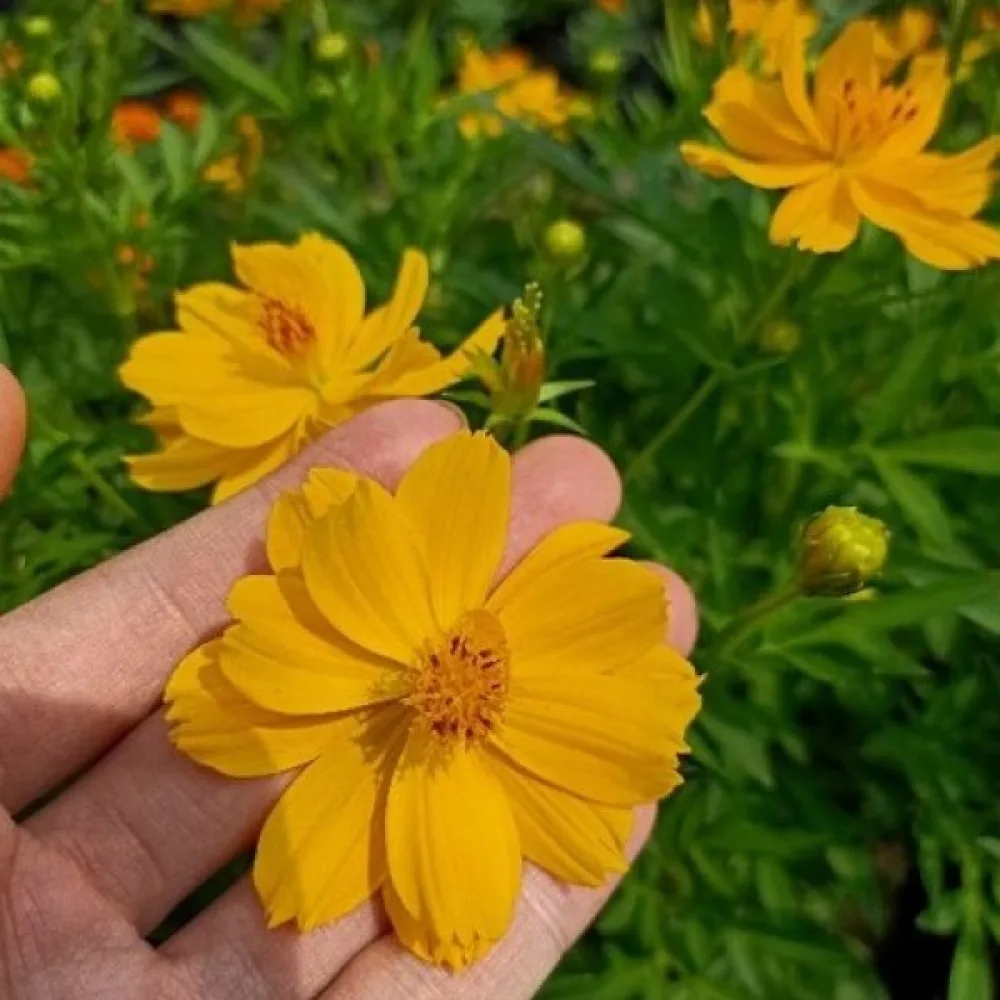 Keltakosmoskukka 'Goldencrest'
