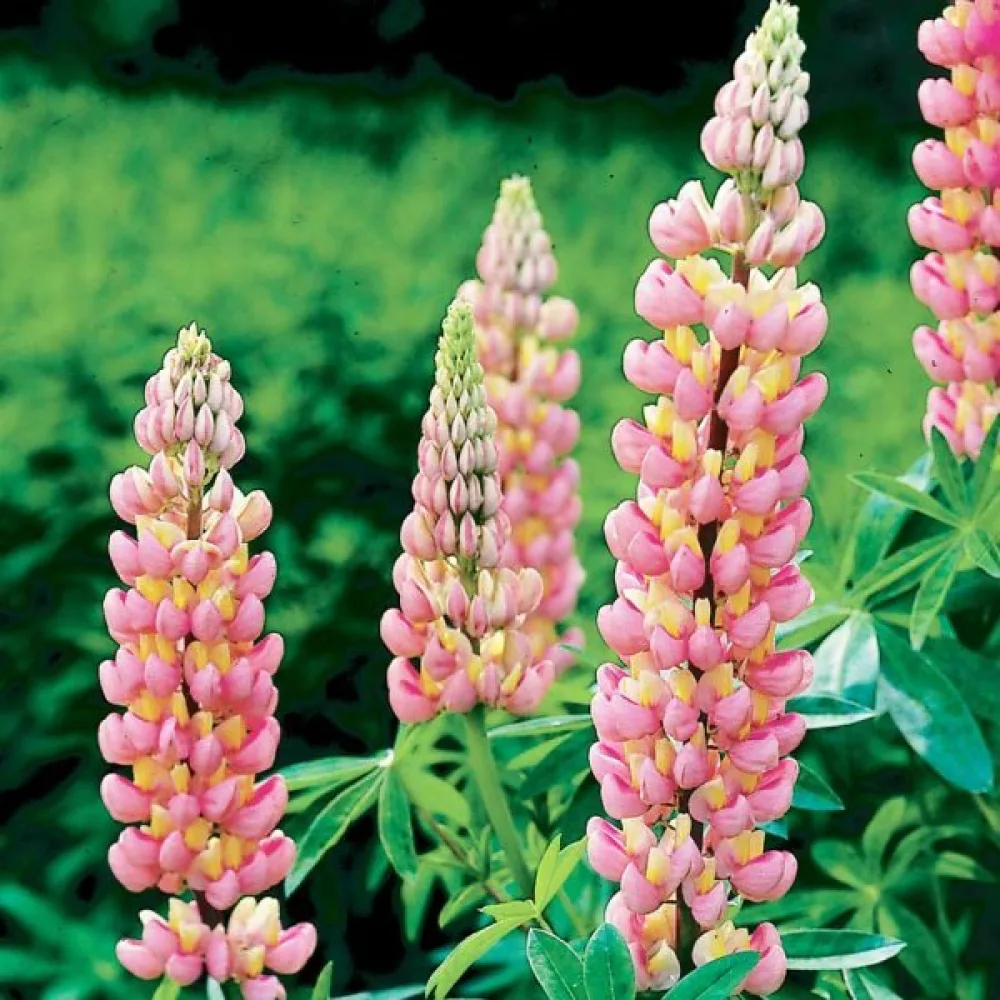 Lupiini 'Chatelaine'