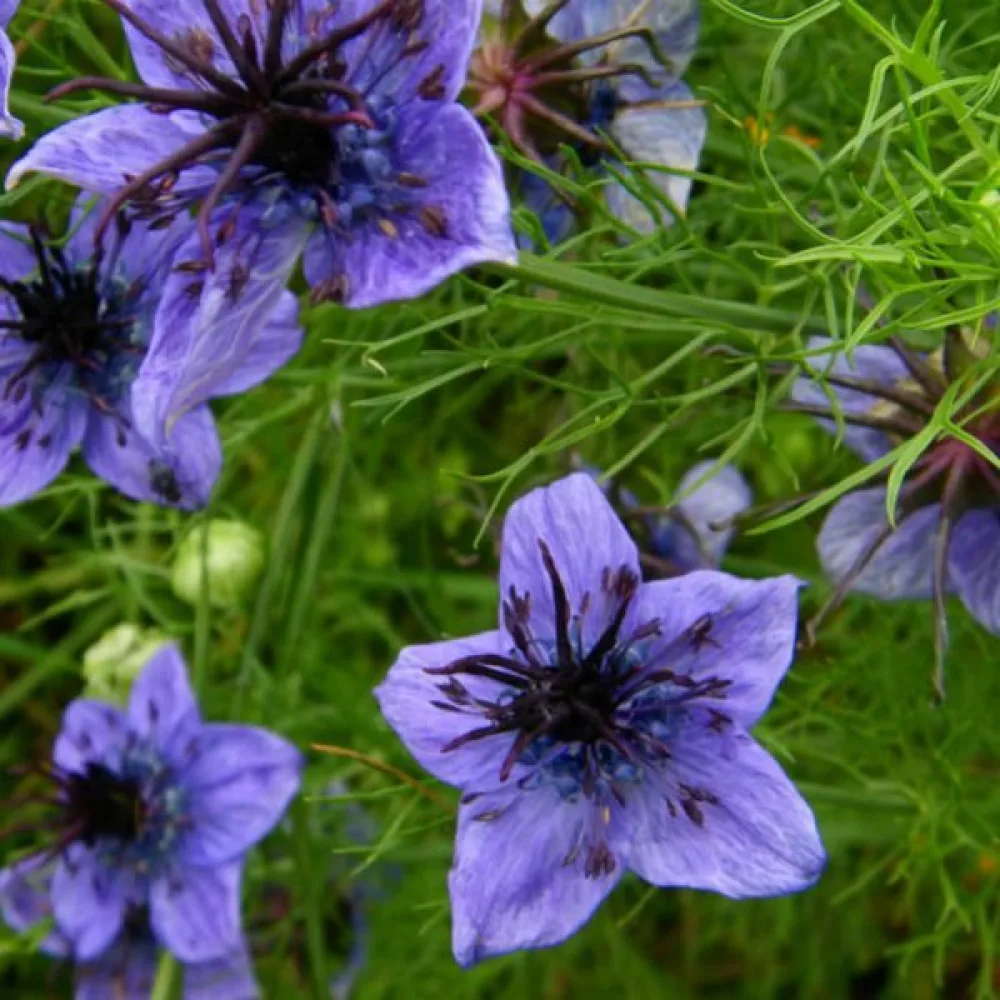 Nigella hispanica – sininen