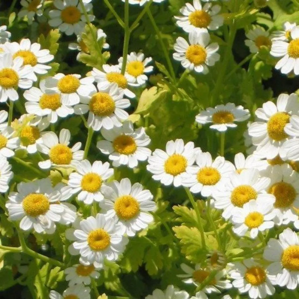 Reunuspäivänkakkara Tanacetum parthenium