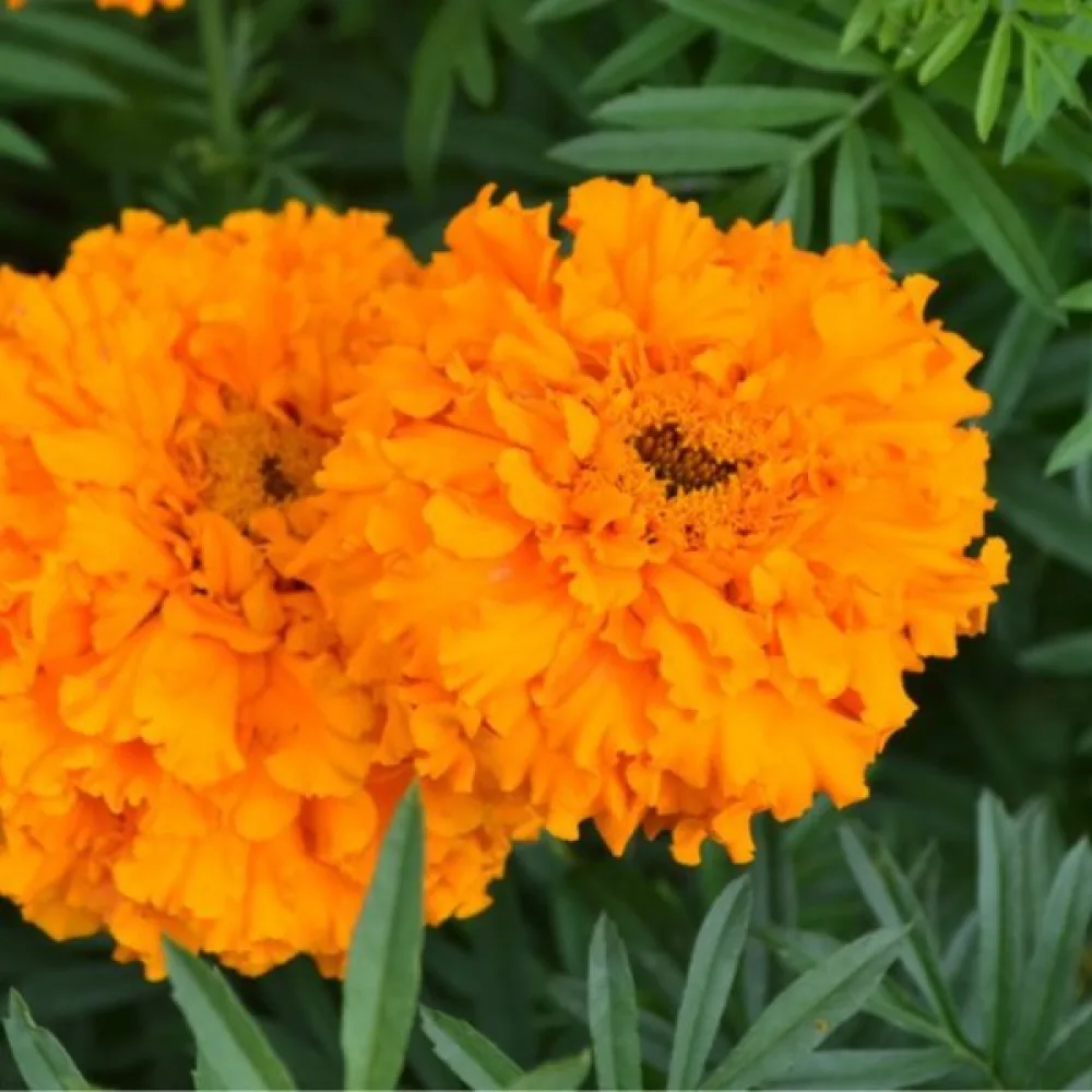Kookossamettikukka 'Orangeprinz'