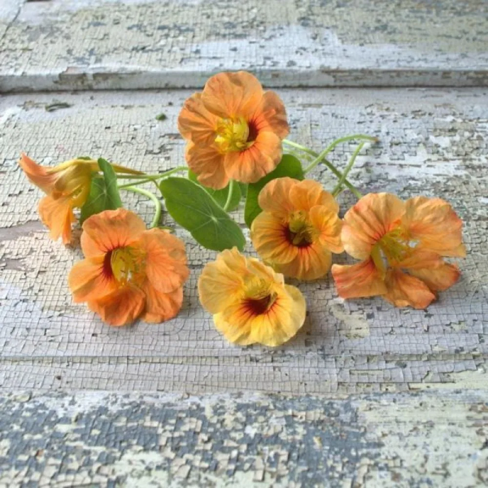 Köynnöskrassi 'Apricot'
