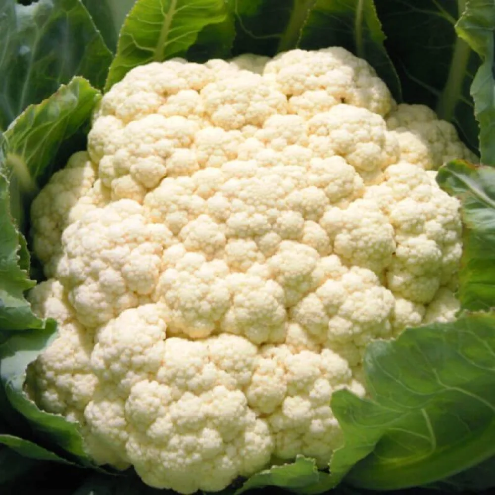 Kukkakaali 'Robert'