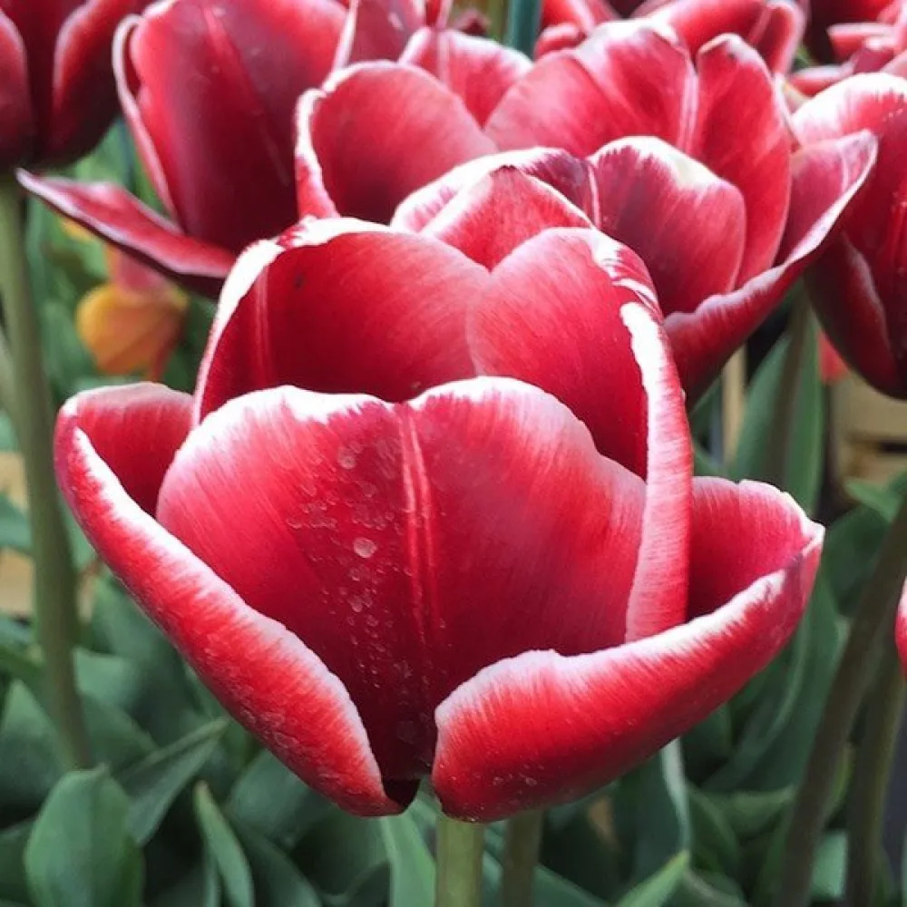 Tulppaani 'Armani'