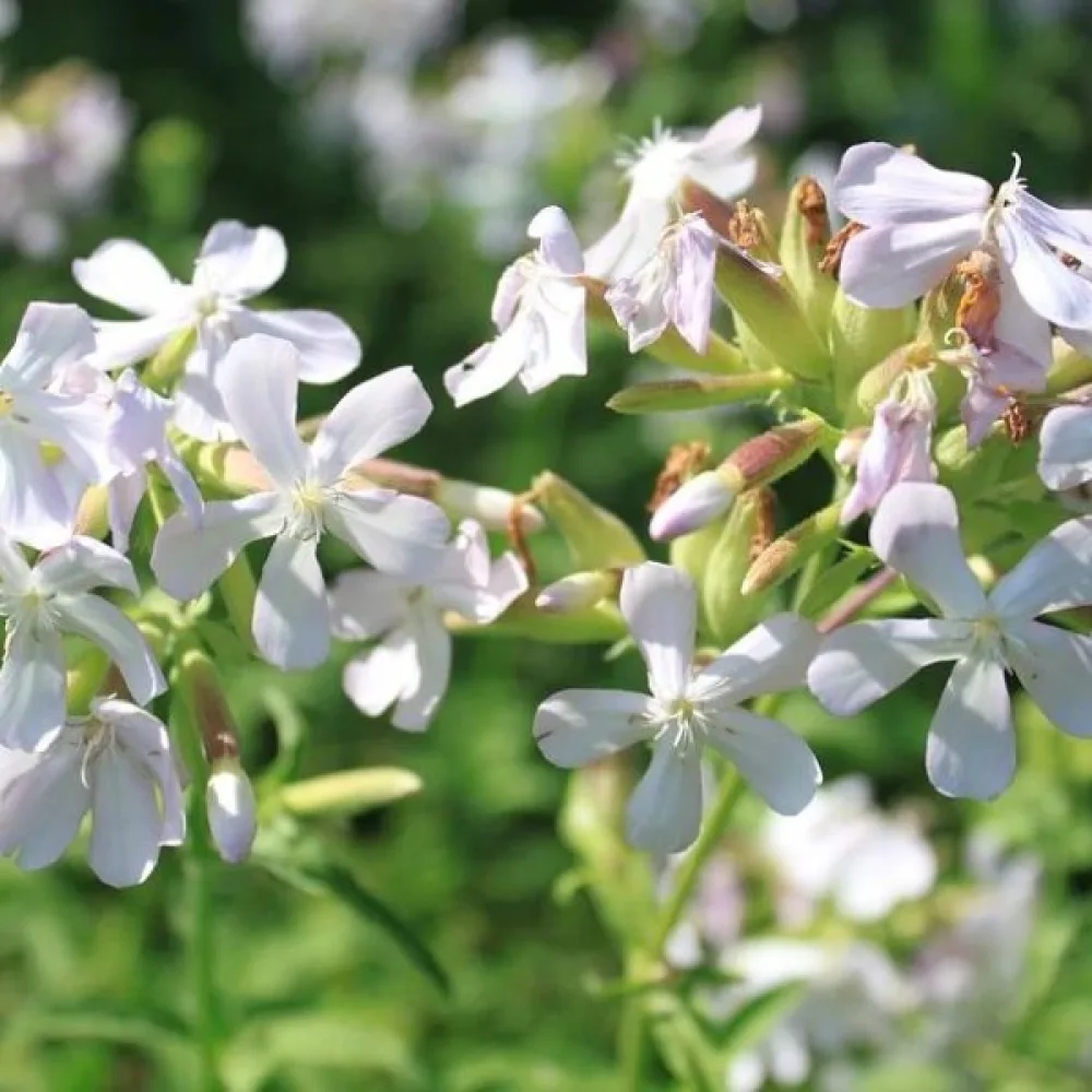 Vaccaria 'White Beauty'