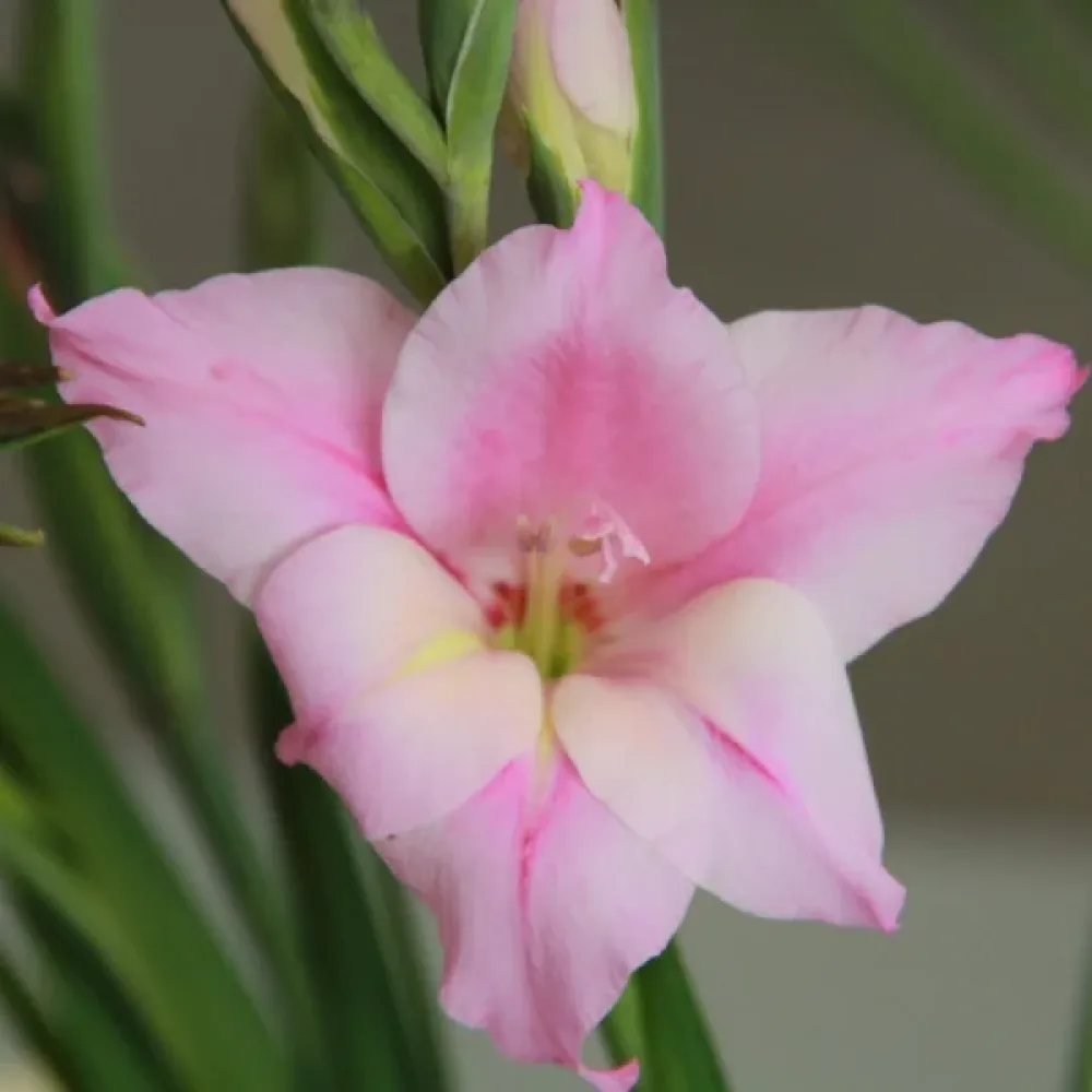 Miekkalilja 'Charming lady'