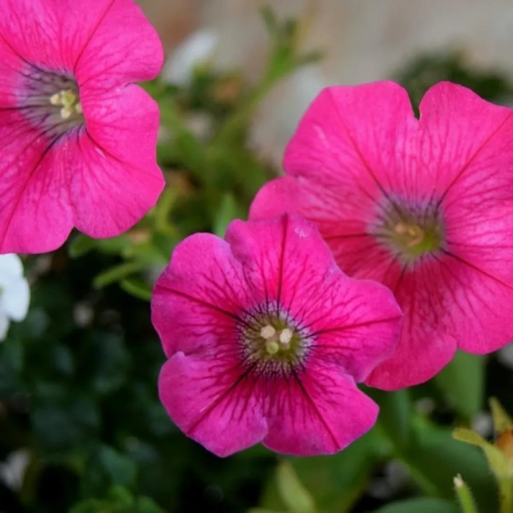 Tarhapetunia 'Rose of Heaven'