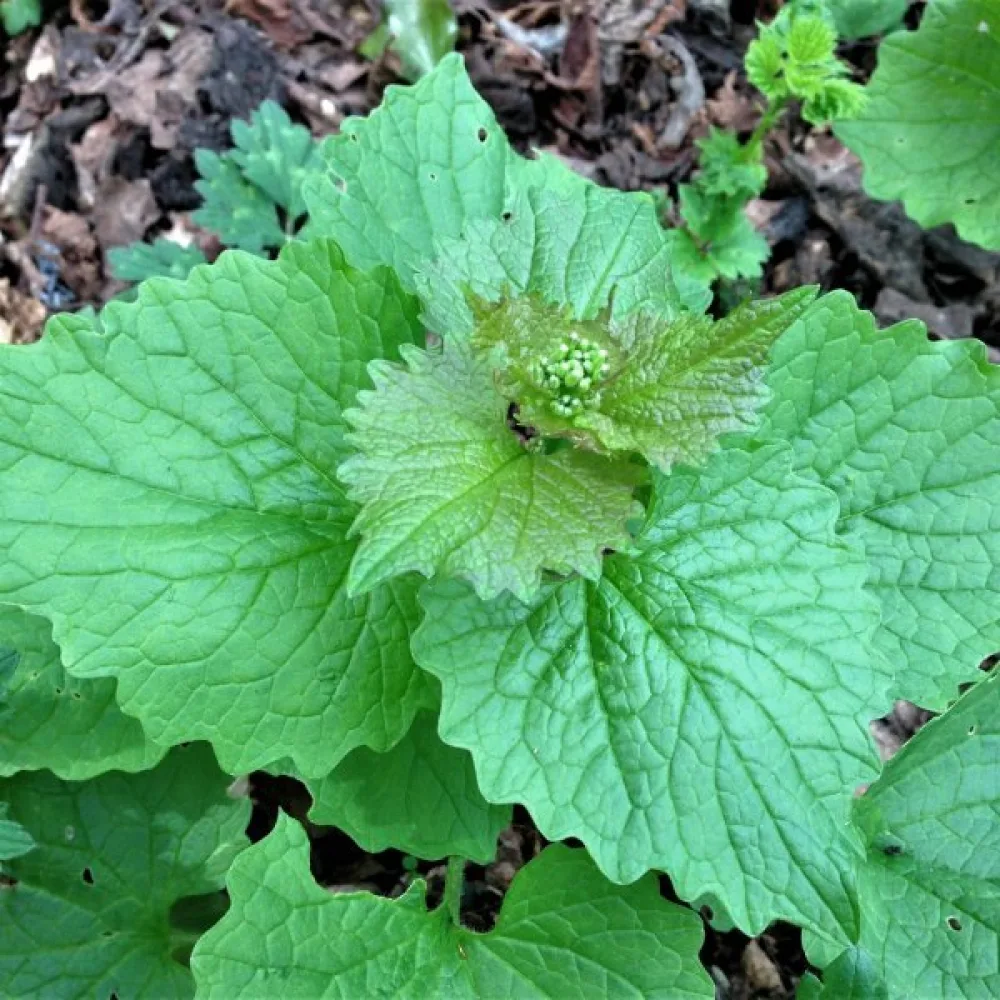 Litulaukka Alliaria petiolata