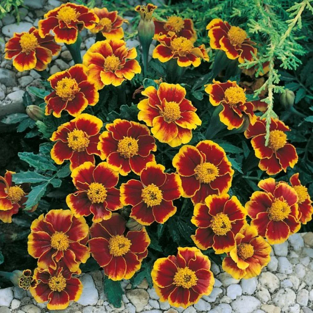 Ruusukesamettikukka 'Red Marietta'