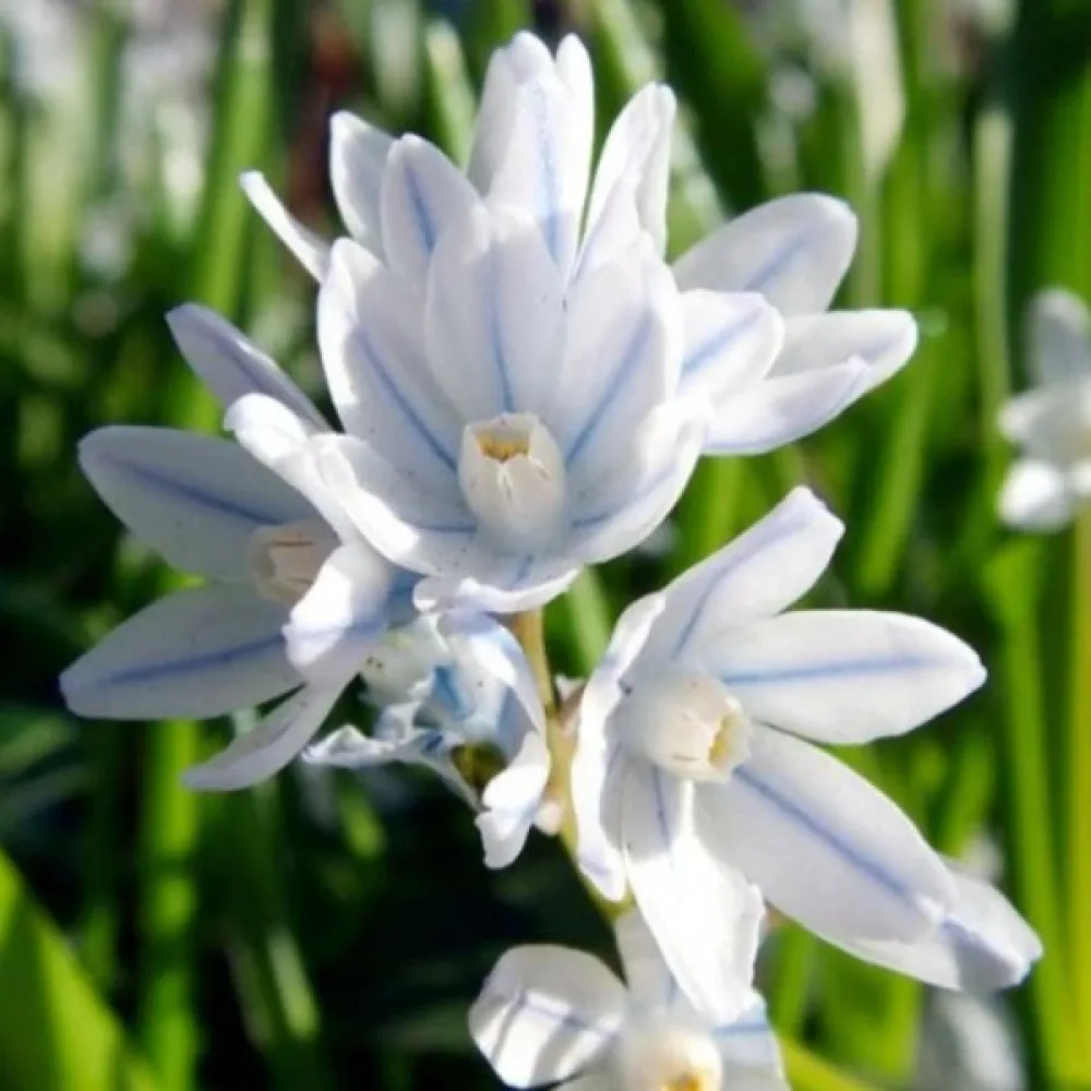 Puschkinia scilloides var. libanotica
