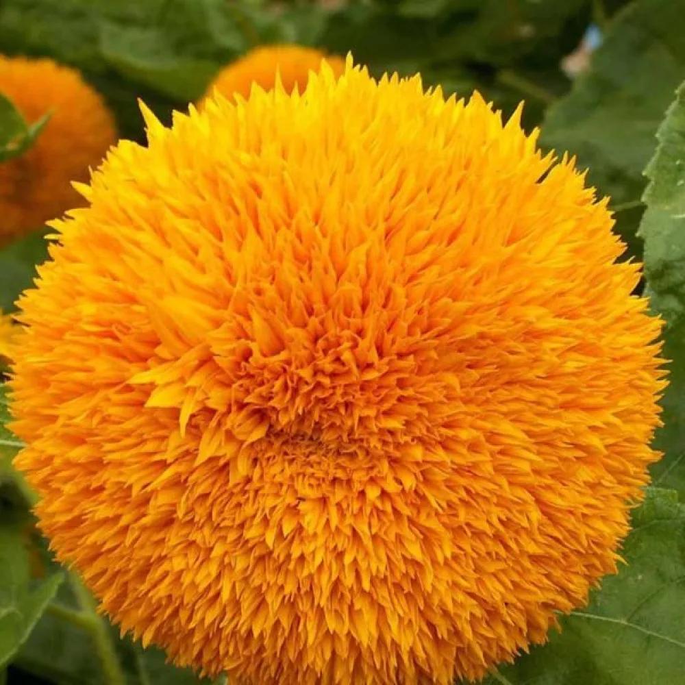 Auringonkukka 'Tall Sungold'
