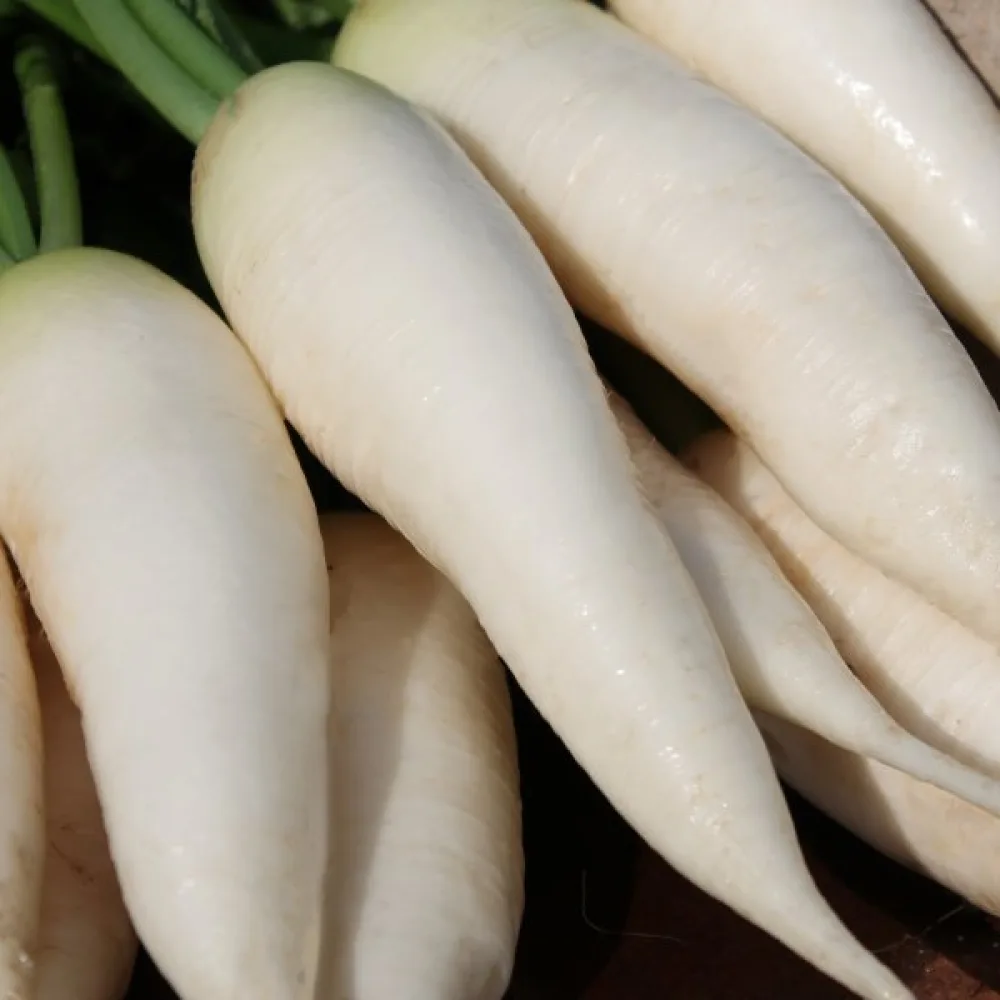 Japaninretiisi 'Agata'