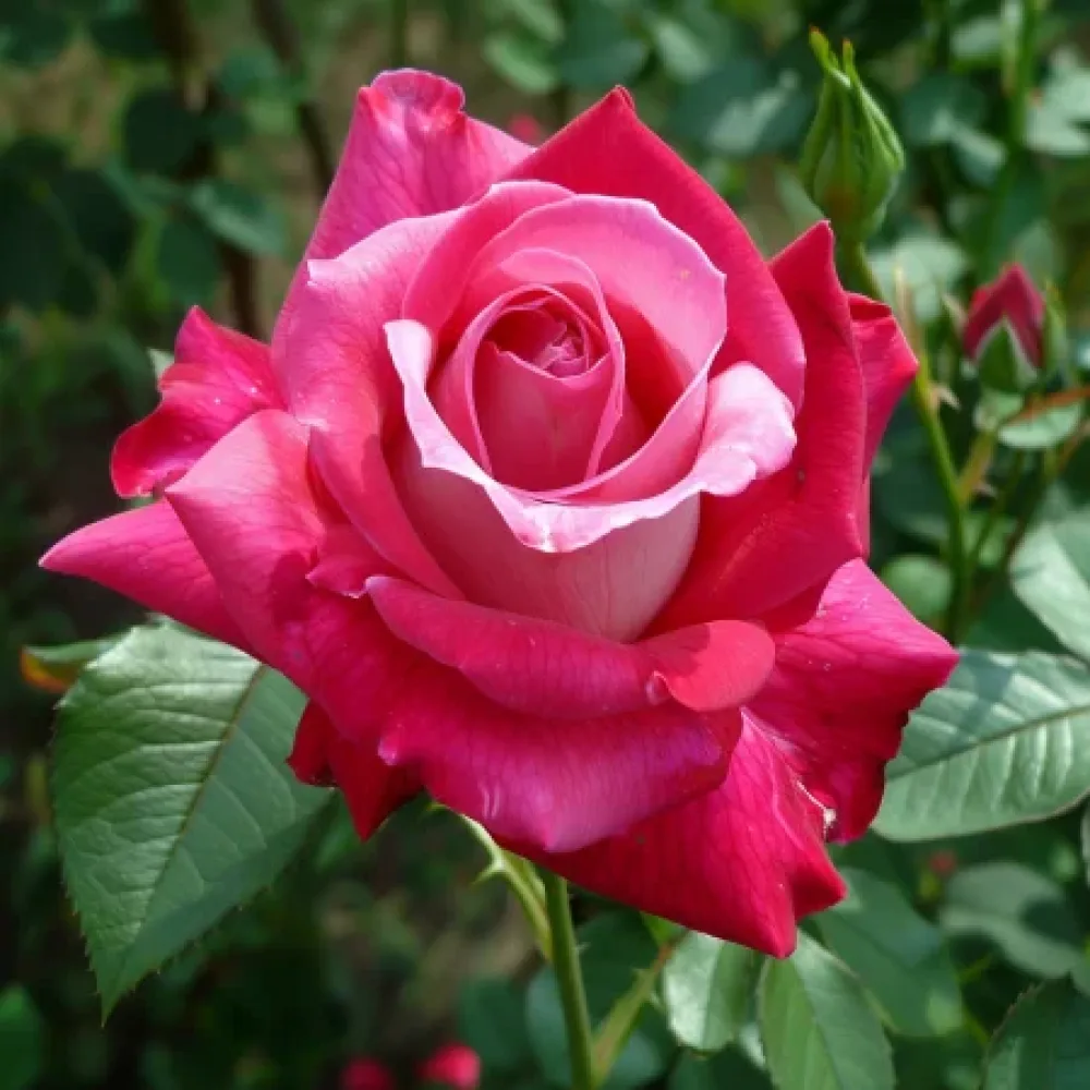 Ruusu 'Rosalita' – paljasjuurinen