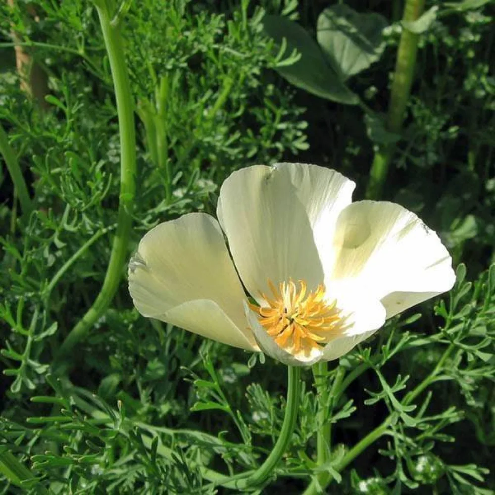 Kaliforniantunikko 'Alba', kermanvalkoinen