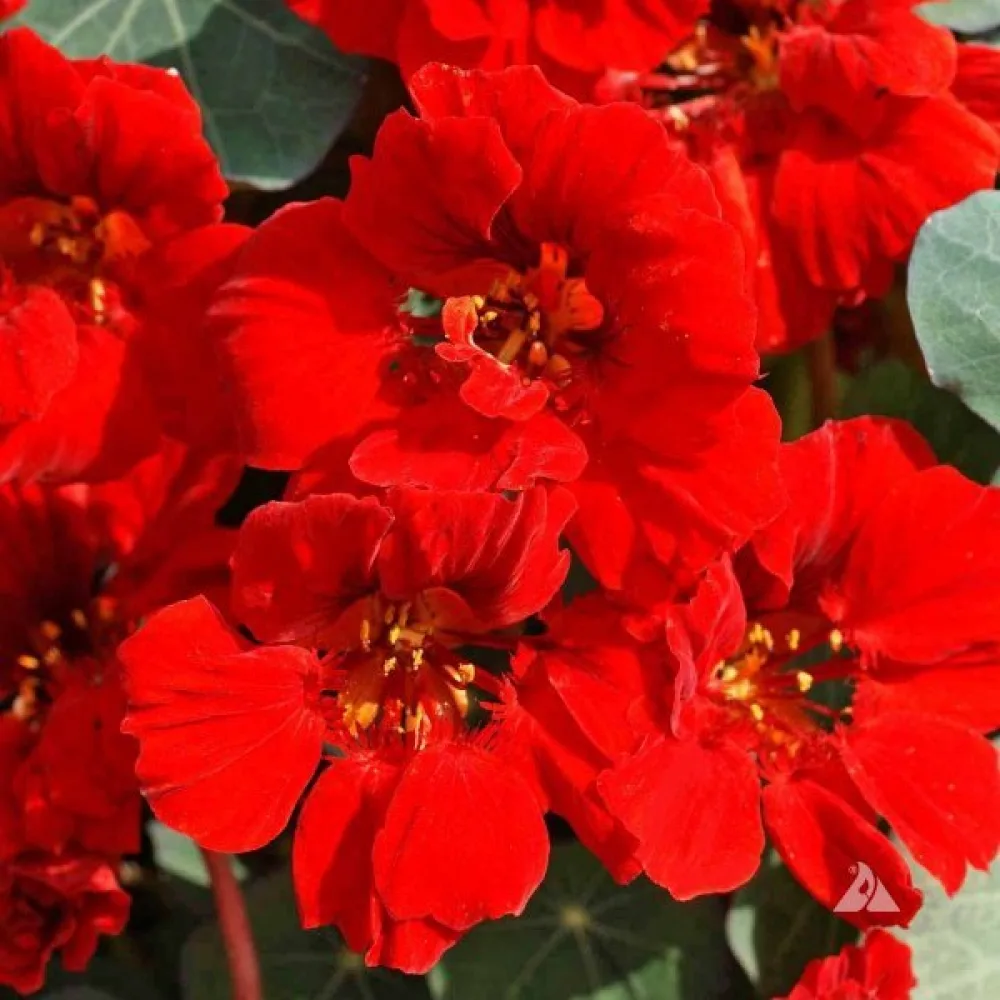 Köynnöskrassi 'Empress of India'