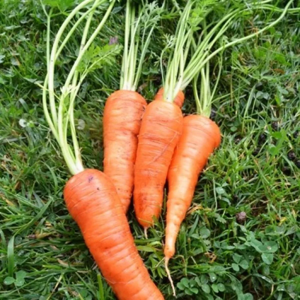 Porkkana 'Berlikumer 2'