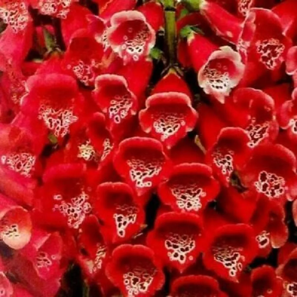 Sormustinkukka 'Dwarf Red'