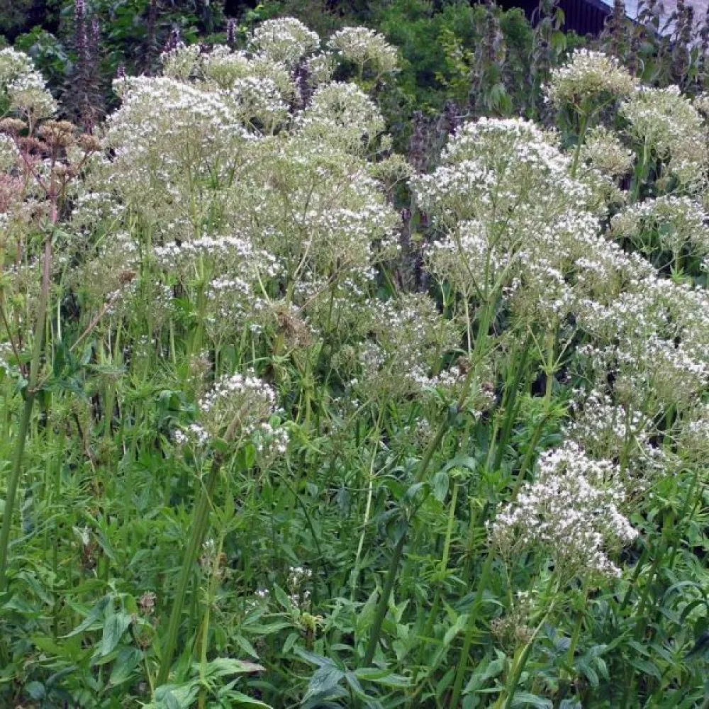 Rohtovirmajuuri Valeriana officinalis