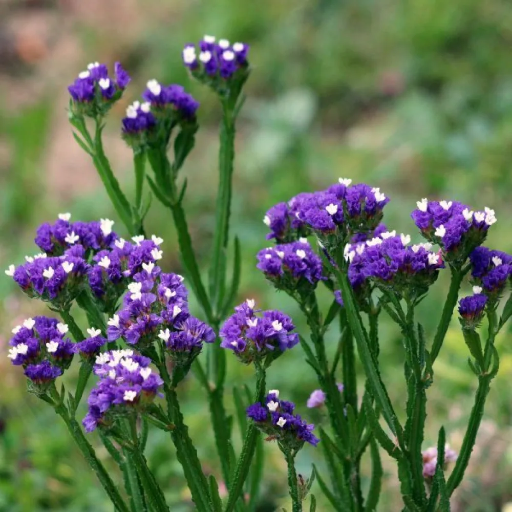 Limonium sinuatum – purppura