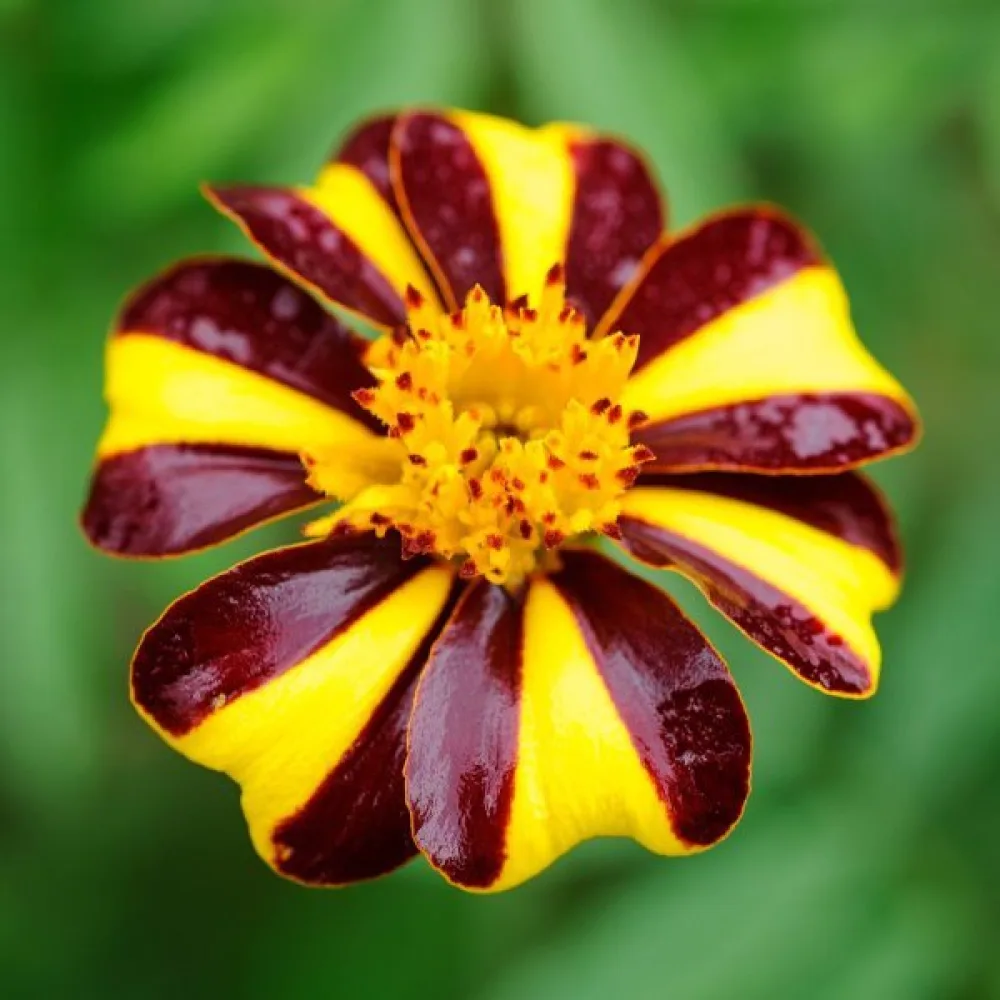 Ruusukesamettikukka 'Athos'