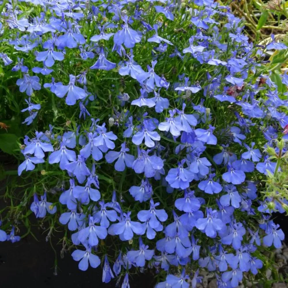 Sinilobelia 'Emperor William'