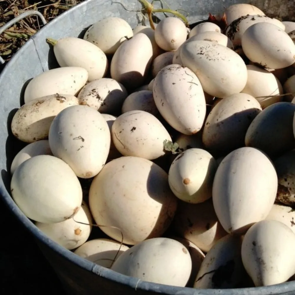 Kurpitsa 'Nest Egg'