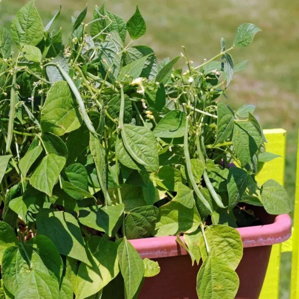 Tarhapapu 'Cropper Teepee'