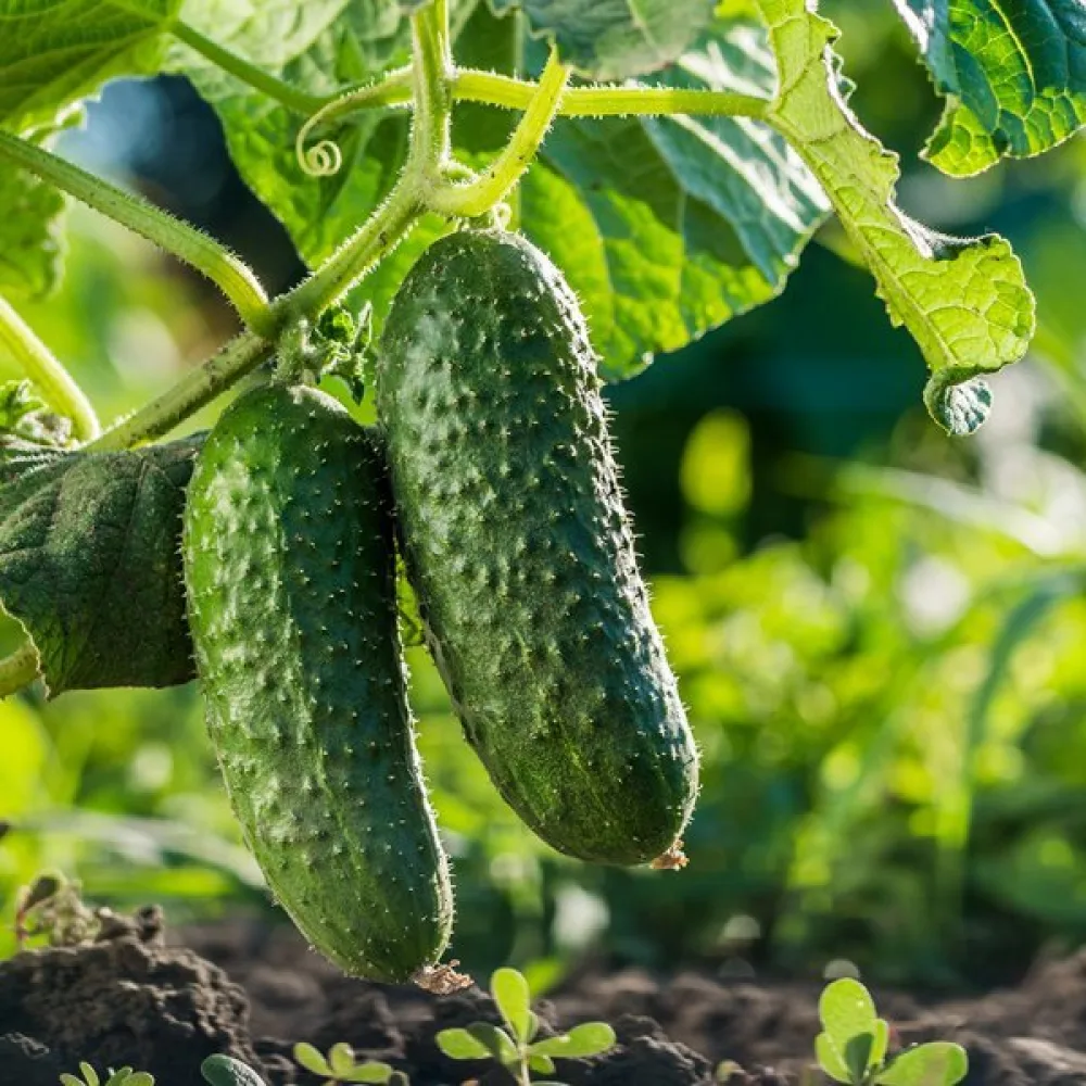 Avomaankurkku 'Mikor'
