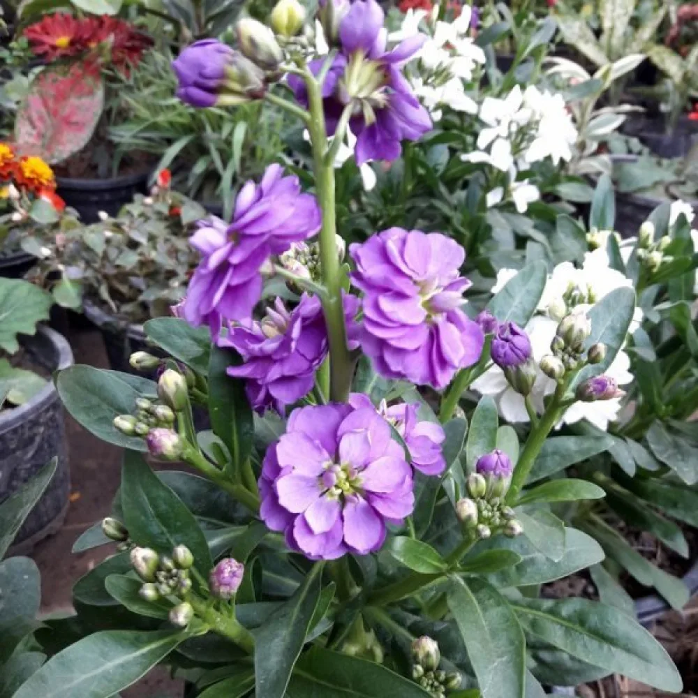 Kesäleukoija Matthiola incana, violetti