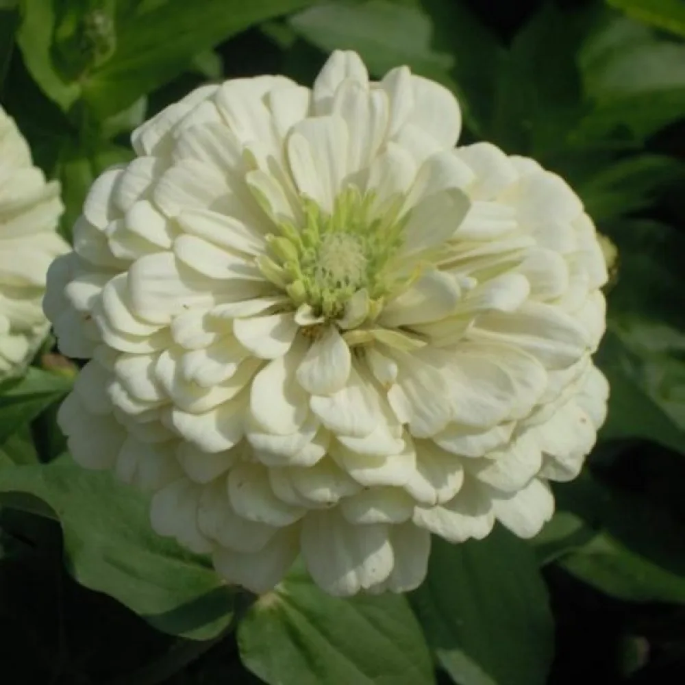 Tsinnia 'Super Yoga White'
