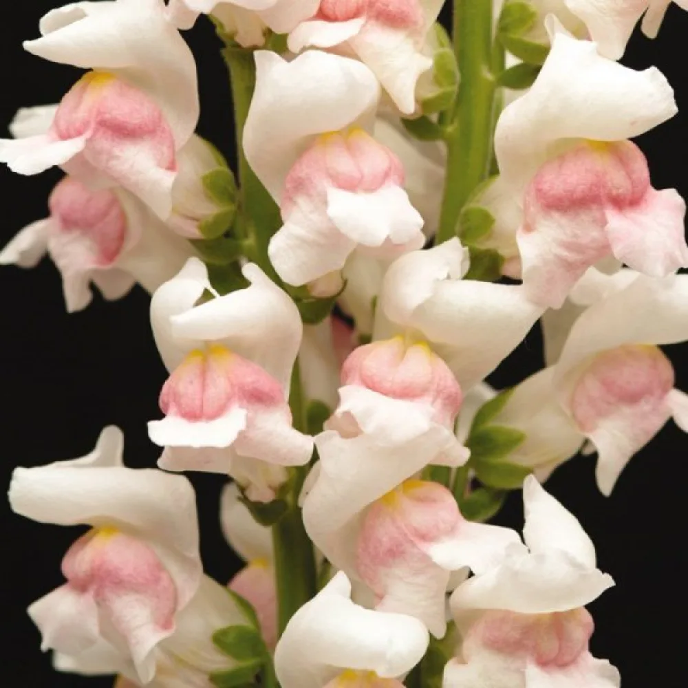 Leijonankita 'Appleblossom'