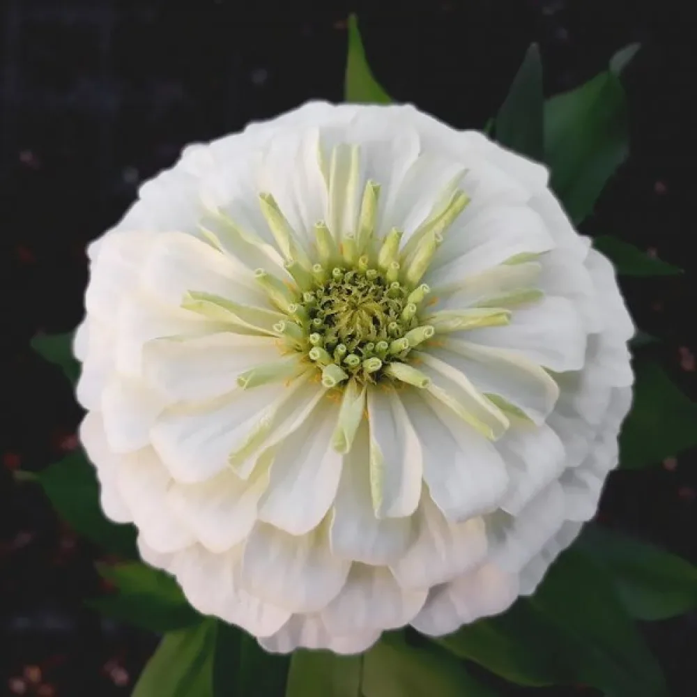 Tsinnia 'Super Yoga White'