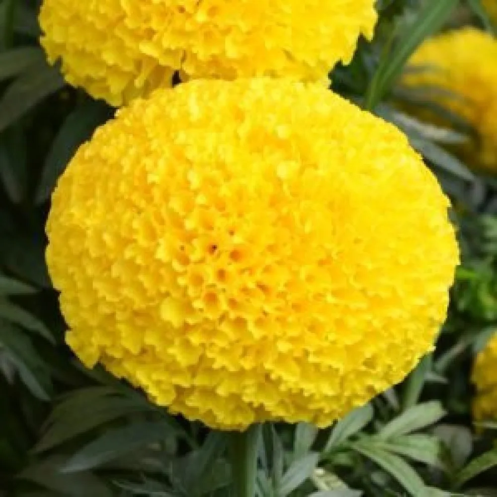 Kookossamettikukka 'Calando Lemon'