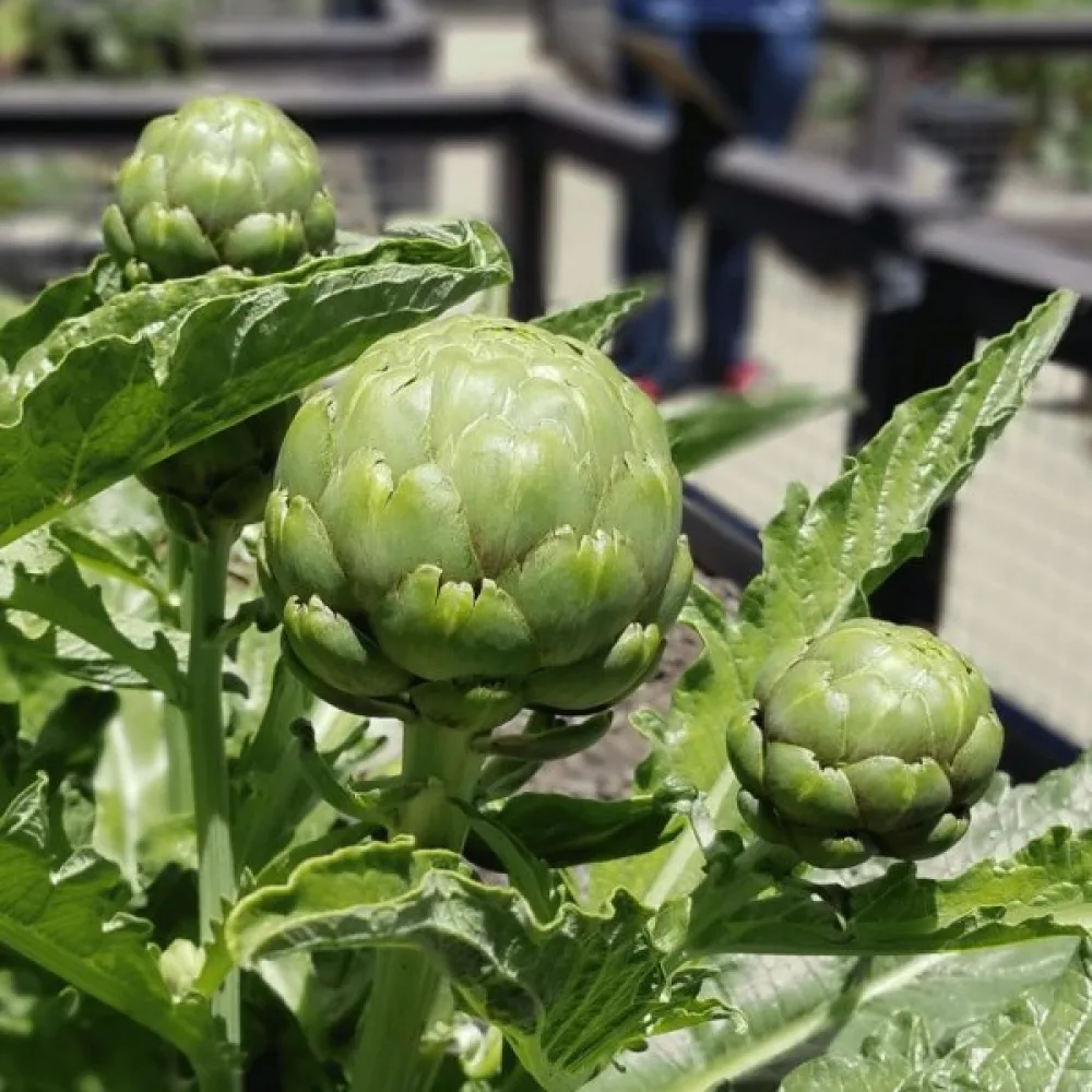 Artisokka 'Green Globe'